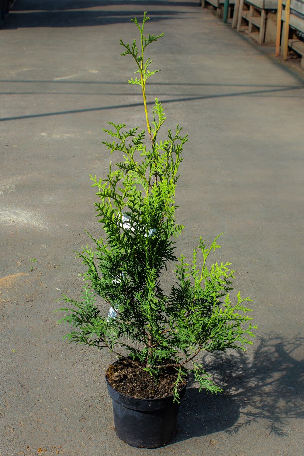 Саженец западной туи Брабант/Thuja occidentalis Brabant С2/50-70 — цена в  Белебее, купить в интернет-магазине, характеристики и отзывы, фото