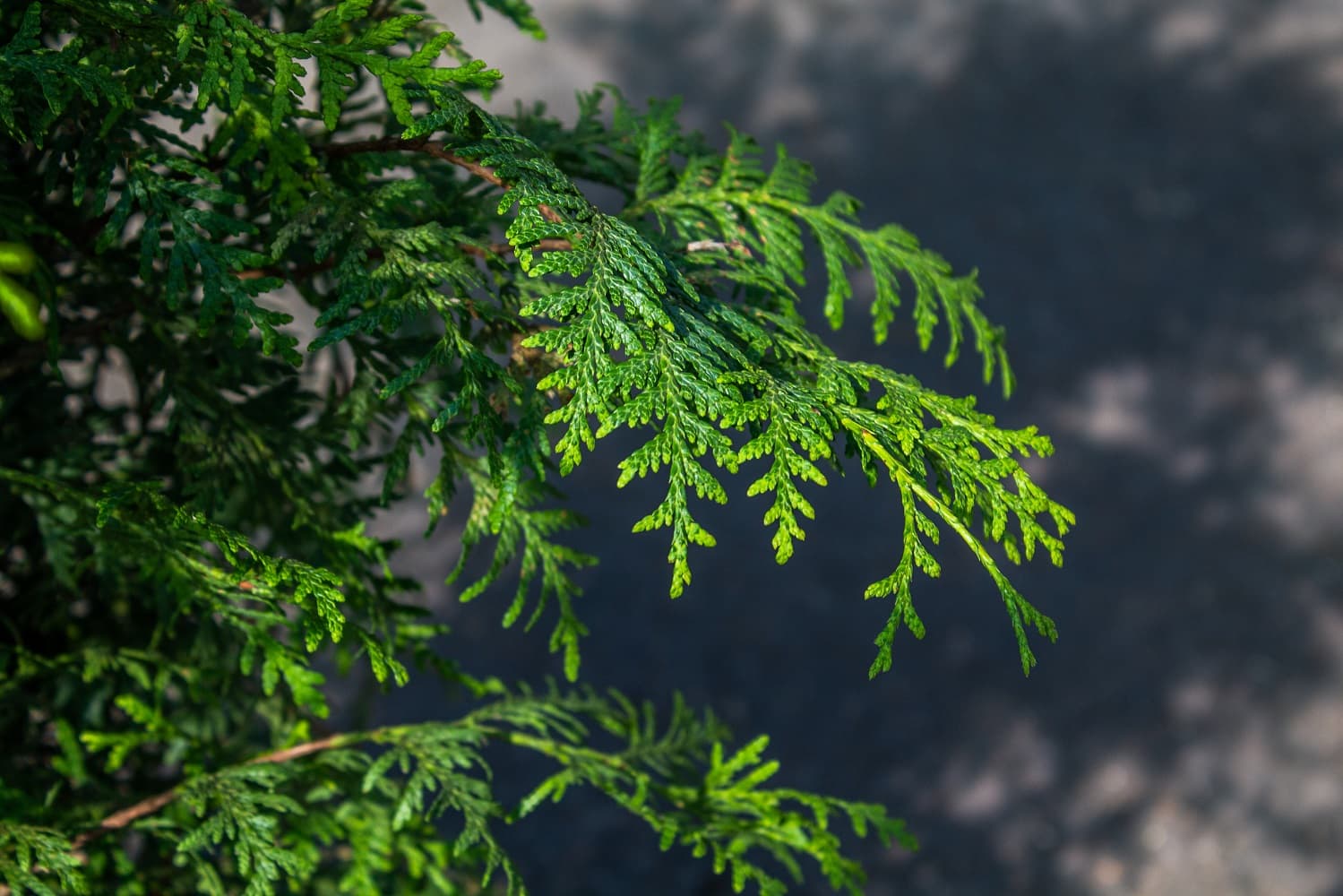 Саженец западной туи Брабант/Thuja occidentalis Brabant С2/50-70 — цена в  Белебее, купить в интернет-магазине, характеристики и отзывы, фото